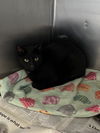 adoptable Cat in , VA named CA 126 Panther