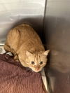 adoptable Cat in , VA named CA 127 Dream Pop