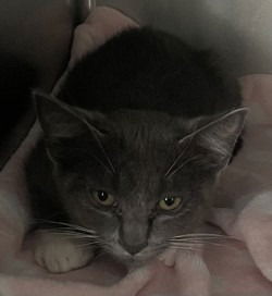 adoptable Cat in Glen Allen, VA named CA 131 Devon