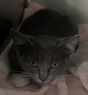 adoptable Cat in , VA named CA 131 Devon