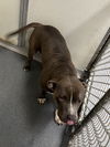 adoptable Dog in  named DI 92 Harriot