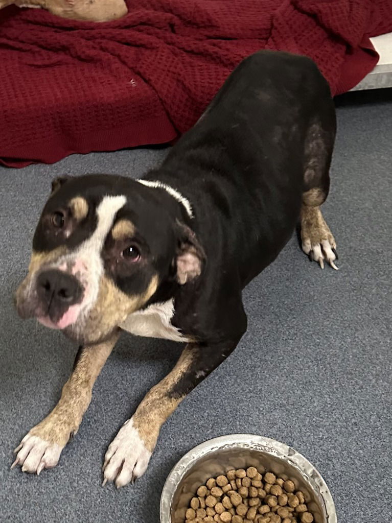 adoptable Dog in Glen Allen, VA named DA 11 Waffles