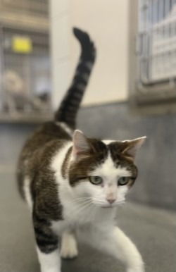 picture of the cat needing adoption