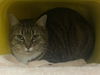 adoptable Cat in  named FC 100 Taylor