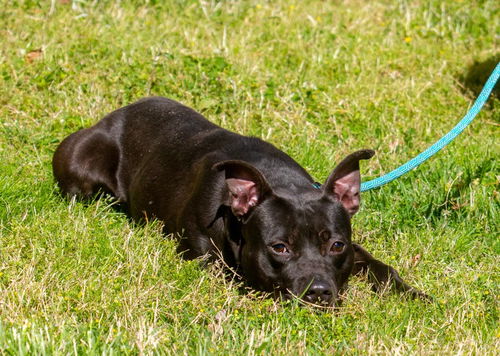 picture of the dog needing adoption