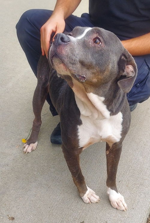 picture of the dog needing adoption