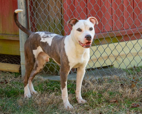 picture of the dog needing adoption