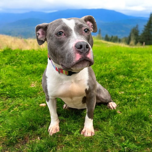 picture of the dog needing adoption