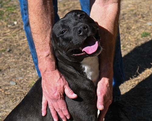 picture of the dog needing adoption