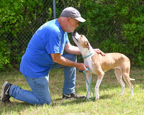 picture of the dog needing adoption