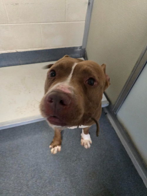 picture of the dog needing adoption