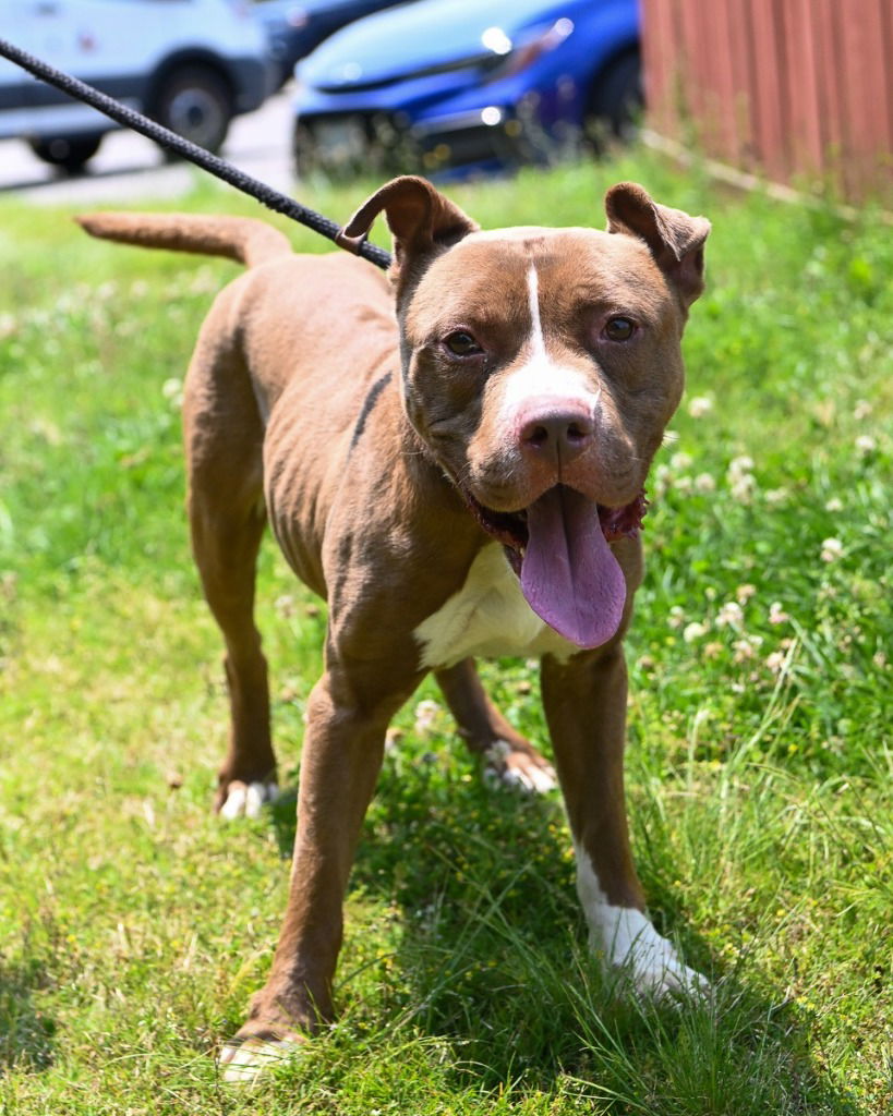 adoptable Dog in Glen Allen, VA named DA 44 Leeroy