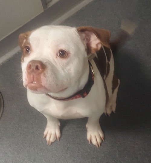 picture of the dog needing adoption