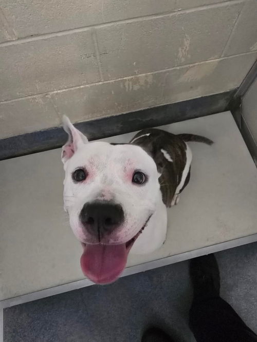 picture of the dog needing adoption