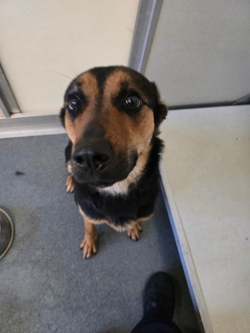 picture of the dog needing adoption