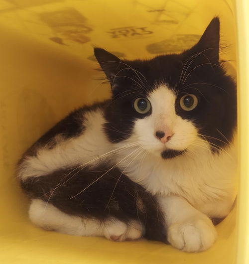 picture of the cat needing adoption