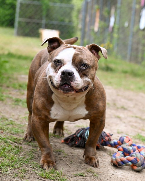 picture of the dog needing adoption