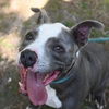adoptable Dog in  named DA 20 Cameron
