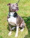 adoptable Dog in  named DA 17 Zander