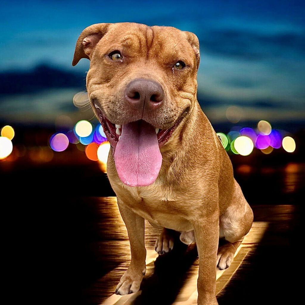 adoptable Dog in Glen Allen, VA named DA 43 Fletcher