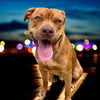 adoptable Dog in  named DA 43 Fletcher