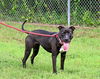 adoptable Dog in  named DA 15 Shirley
