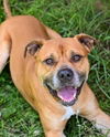 adoptable Dog in  named DA 46 Charlie