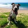 adoptable Dog in  named DA 24 Maple