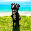 adoptable Dog in  named DA 14 Zeke