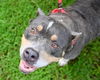 adoptable Dog in Glen Allen, VA named DA 7 Riley