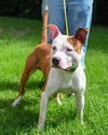 adoptable Dog in  named DA 42 Borris