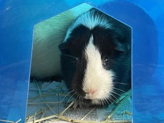 adoptable Guinea Pig in Glen Allen, VA named CA 130 Blaster