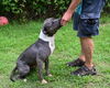 adoptable Dog in  named DA 33 Oshun