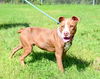 adoptable Dog in  named DA 36 Pablo