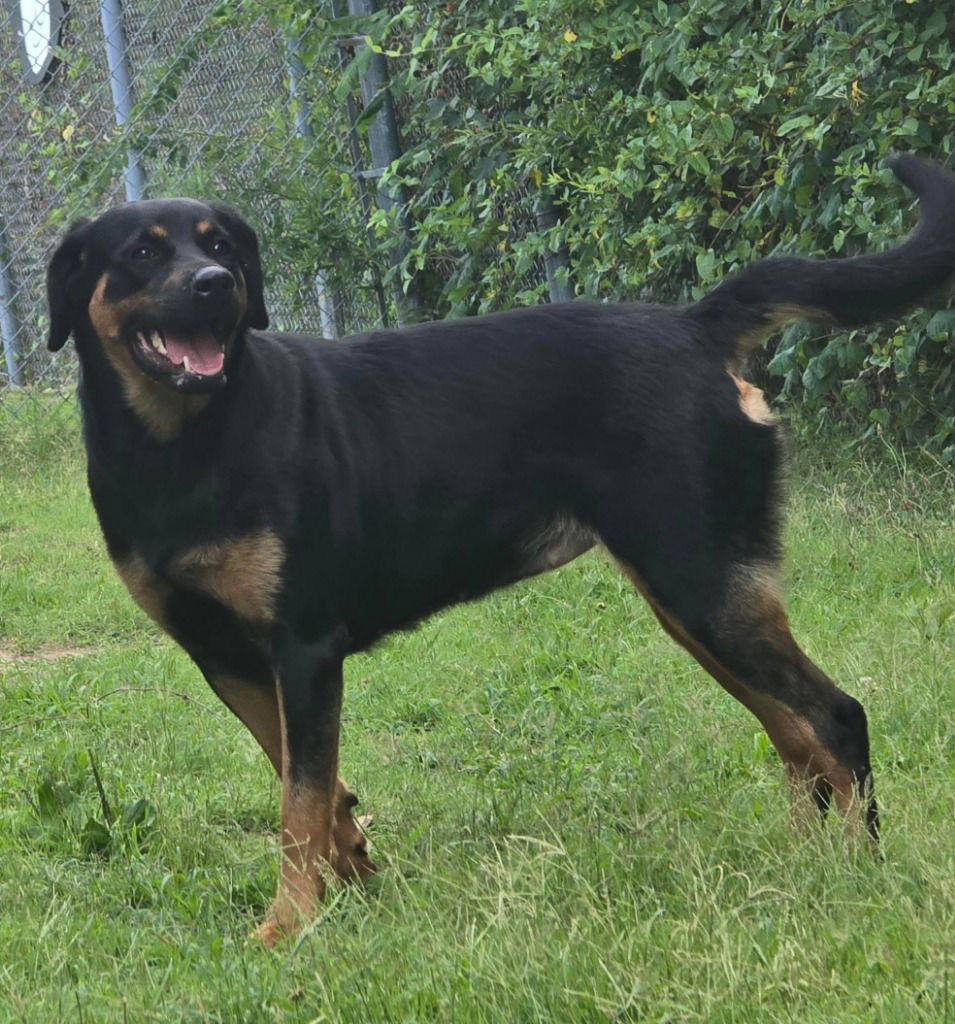 adoptable Dog in Glen Allen, VA named DA 13 Savanna