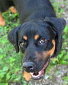 adoptable Dog in Glen Allen, VA named DA 13 Savanna