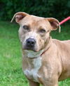 adoptable Dog in  named DA 6 Miner