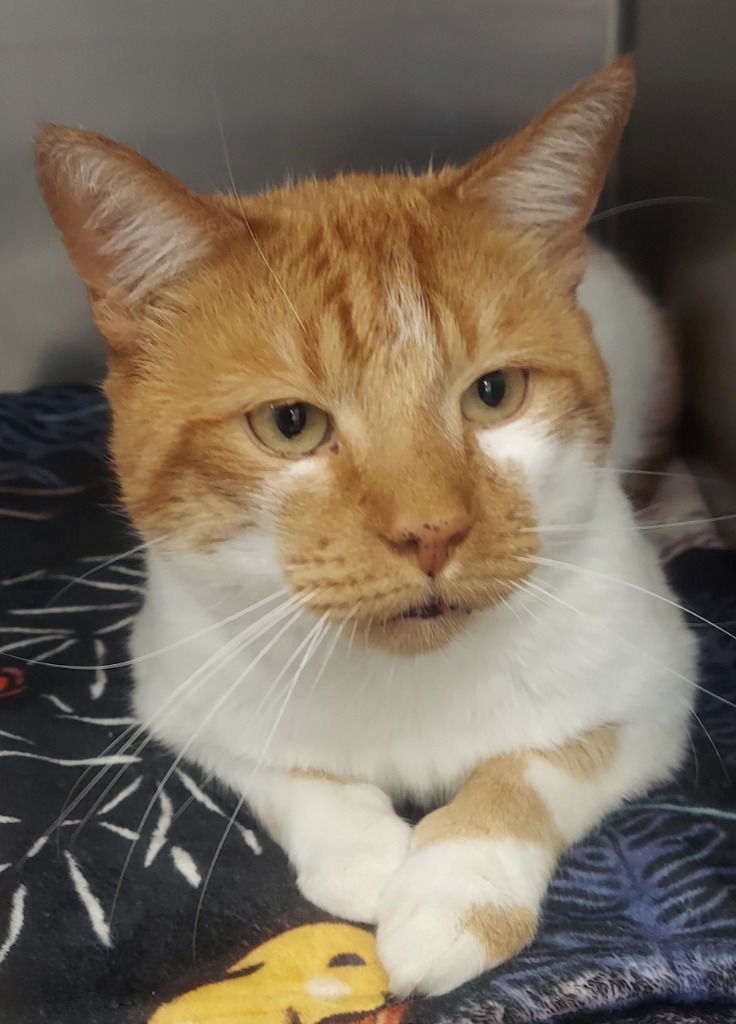 adoptable Cat in Glen Allen, VA named CA 139 Strawberry