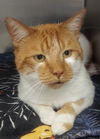 adoptable Cat in glen allen, VA named CA 139 Strawberry