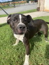 adoptable Dog in  named DA 16 Bozo