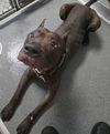 adoptable Dog in  named DA 35 Ranger