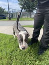 adoptable Dog in  named DA 4 Slant