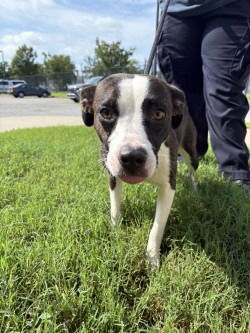 adoptable Dog in Glen Allen, VA named DA 5 Precious
