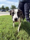 adoptable Dog in  named DA 5 Precious