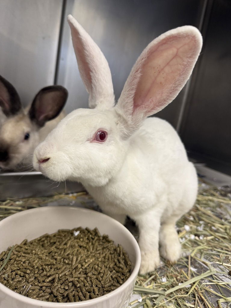 adoptable Rabbit in Glen Allen, VA named CA 137 Luna