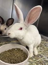adoptable Rabbit in glen allen, VA named CA 137 Luna