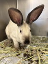 adoptable Rabbit in glen allen, VA named CA 137 Bellamy