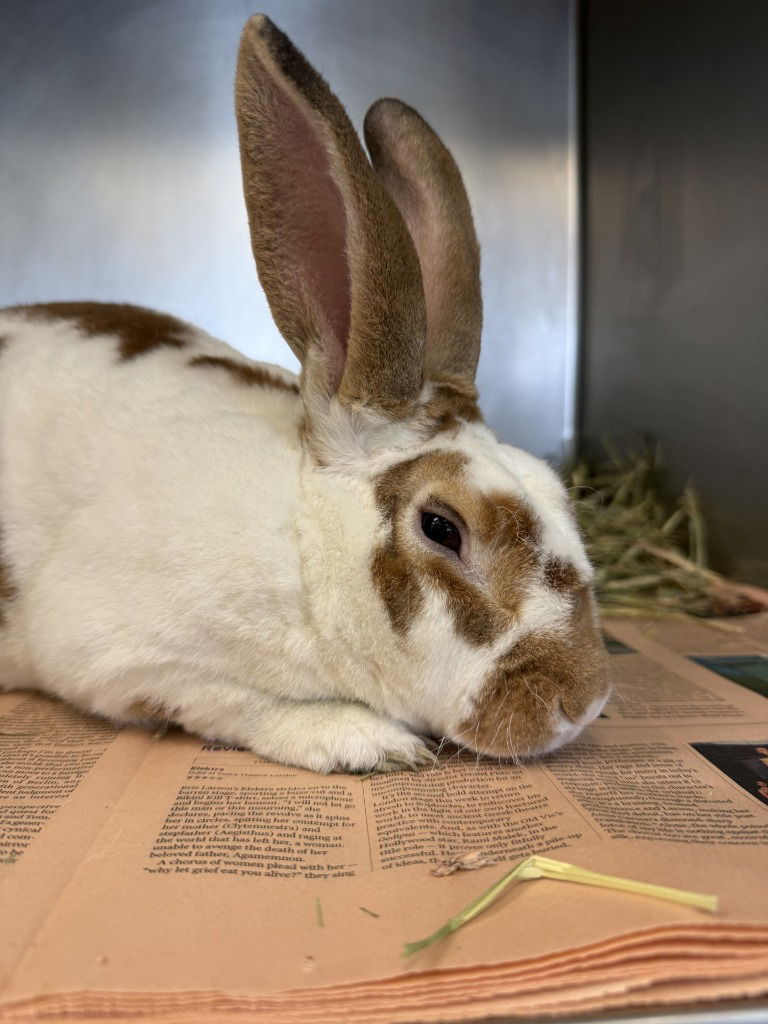 adoptable Rabbit in Glen Allen, VA named CA 140 McCoy