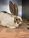 adoptable Rabbit in glen allen, VA named CA 140 McCoy