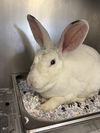 adoptable Rabbit in glen allen, VA named CA 137 Kincaid